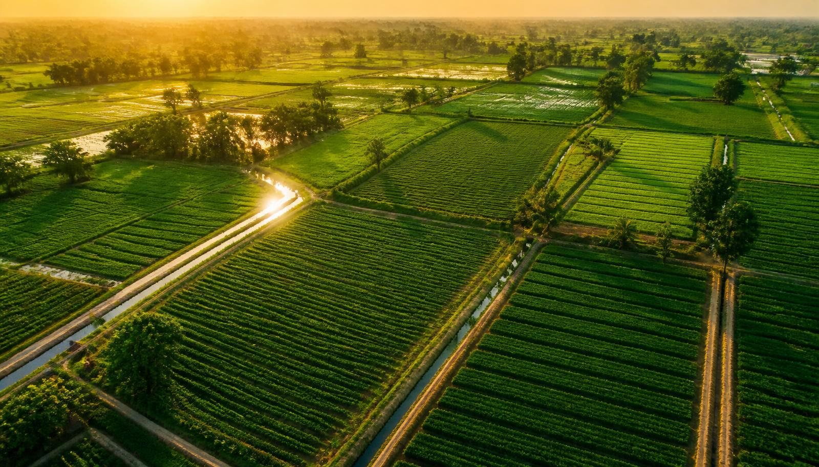 Aerial view of irrigated green farmland